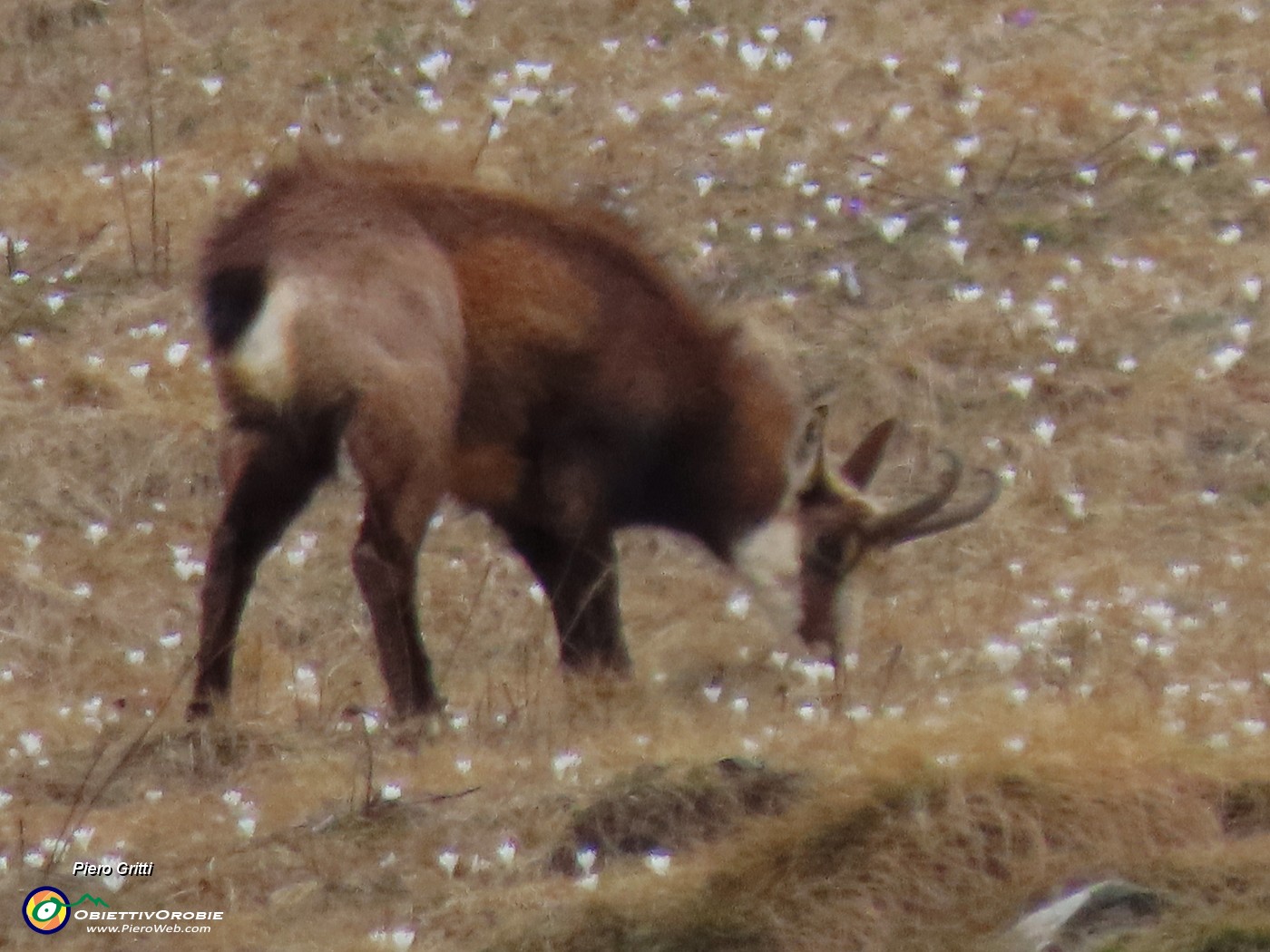 73 E io, camoscio, senza neve, posso mangiare.JPG